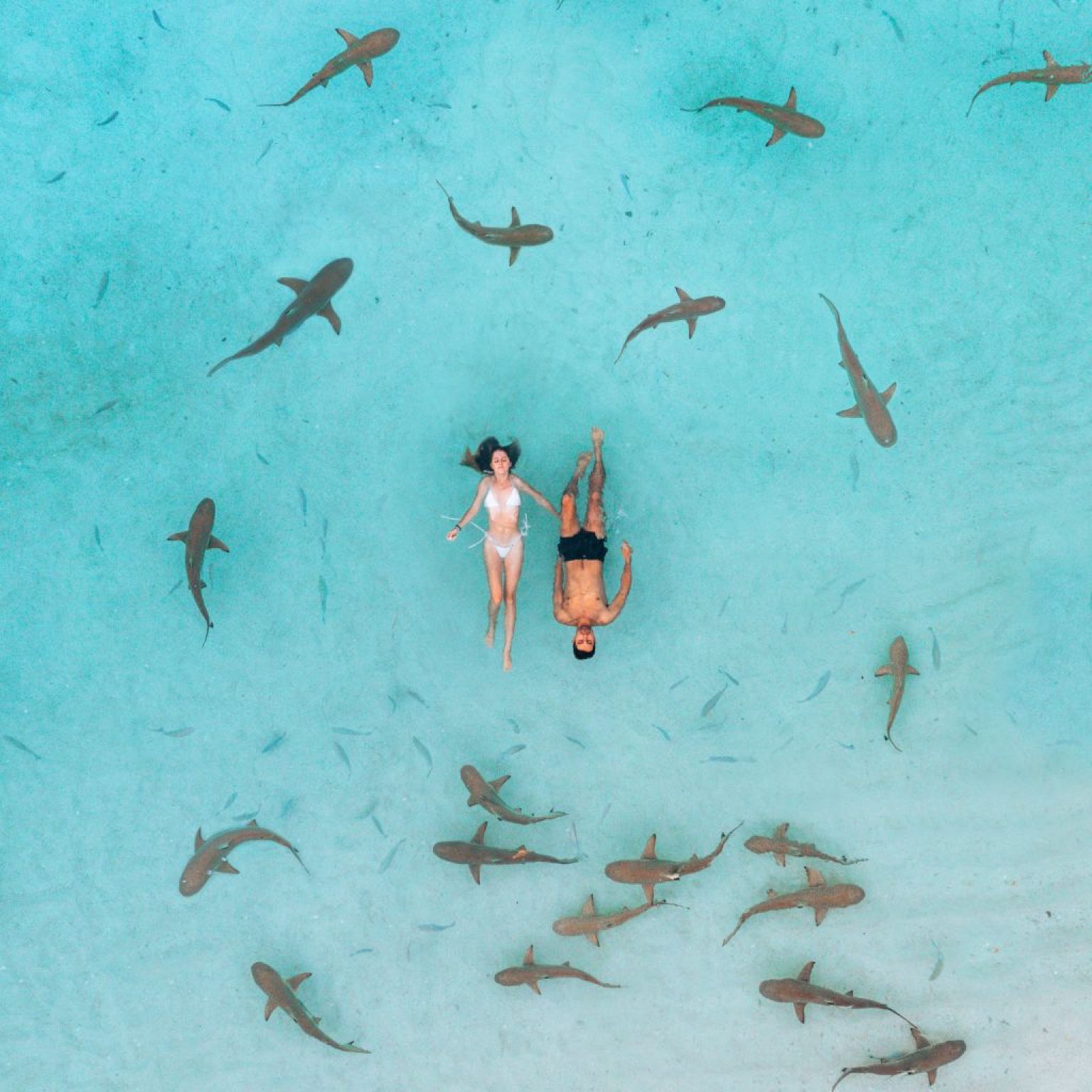 around shark