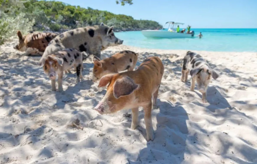 Nassau: 3 Islands Tour, Snorkel, Pig Beach, Turtles & Lunch
